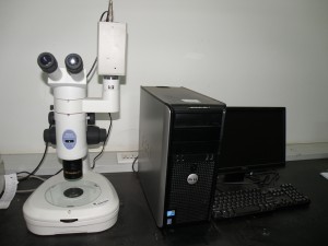 体式显微镜(Microscope) 